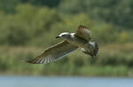 Gaviota del Caspio