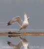 Gaviota del Caspio