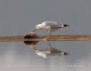 Gaviota del Caspio