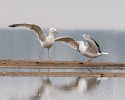 Gaviota del Caspio