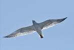 Gaviota enana