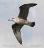 Gaviota patiamarilla