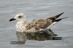 Gaviota patiamarilla