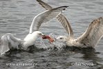 Gaviota patiamarilla