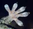 Gecko tokay