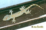 Gecko tokay