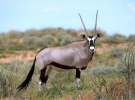 Gemsbok