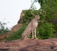 Gepard