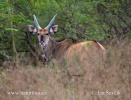 Giant eland