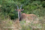 Giant Eland