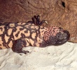 Gila Monster