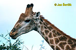 Girafe