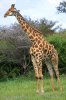 Girafe