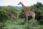 Giraffa camelopardalis giraffa