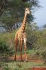 Giraffa camelopardalis tippelskirchi