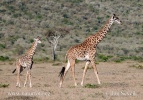 Giraffa Masai