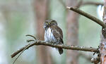 Glaucidium passerinum