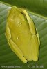 Gliding Tree Frog