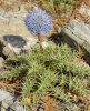 Globe Thistle