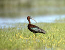 Glossy Ibis