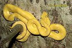 Gold eyelash Viper