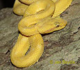 Gold eyelash Viper