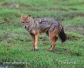 Golden Asiatic Jackal