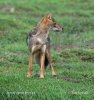 Golden Asiatic Jackal