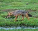 Golden Asiatic Jackal