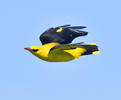 Golden Oriole