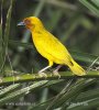 Golden Palm Weaver