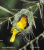 Golden Palm Weaver