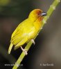 Golden Palm Weaver