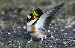 Goldfinch