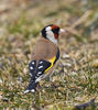 Goldfinch