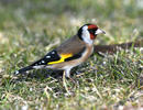 Goldfinch