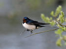 Golondrina común