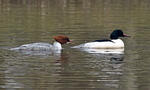 Goosander