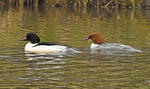 Goosander