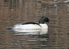 Goosander