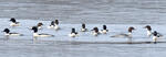 Goosander