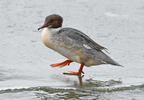 Goosander