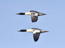 Goosander