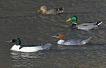 Goosander