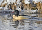 Goosander