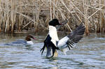 Goosander