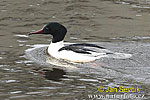 Goosander