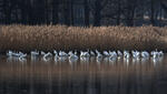 Grande Aigrette