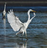 Grande Aigrette