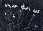 Grande Aigrette